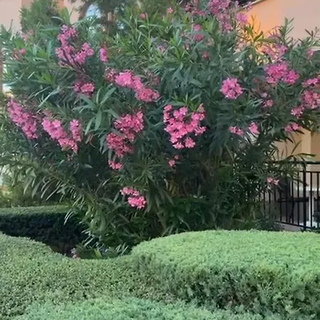 Sveti Vlas, Paradise Dreams アパート スヴェティ・ヴラス