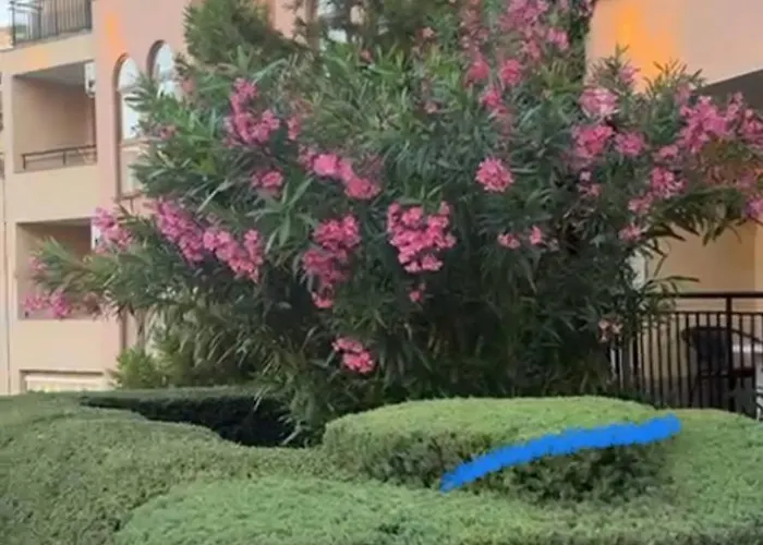 Sveti Vlas, Paradise Dreams Apartment