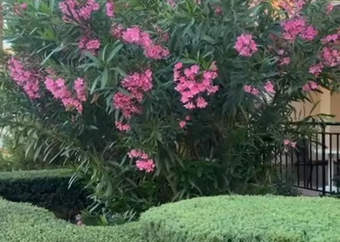 Sveti Vlas, Paradise Dreams Apartment Sveti Vlas